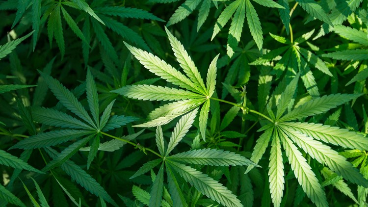 Oklahoma Supreme Court Says State Question 820 on Recreational Marijuana Will Get a Vote- But Not in 2022