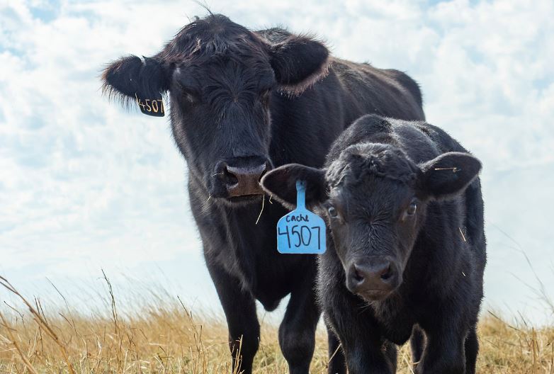 Bob Rodenberger Gives his Thoughts on Value-Added Programs, Cattle on Feed Numbers and More