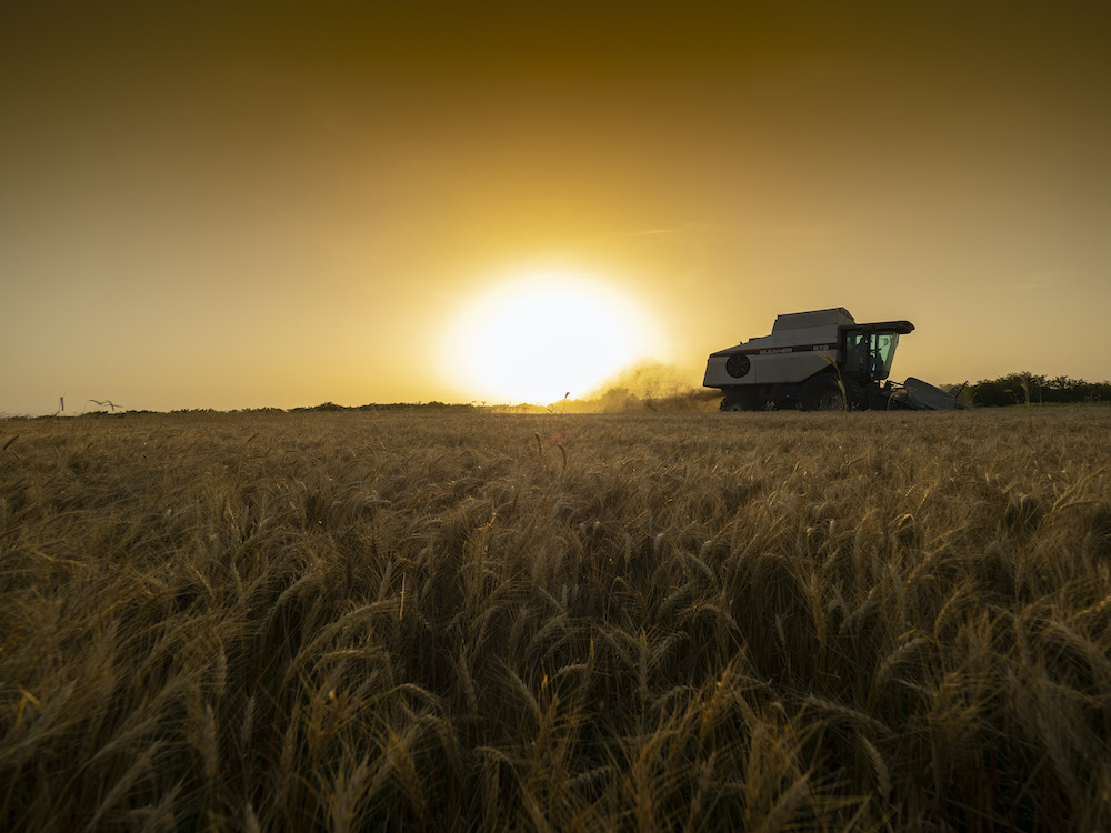 Wheat Production Estimates for Oklahoma Fall Six Percent from August to September