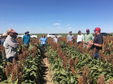 Texas Tech Taking Lead in $1.6M Sorghum Project 