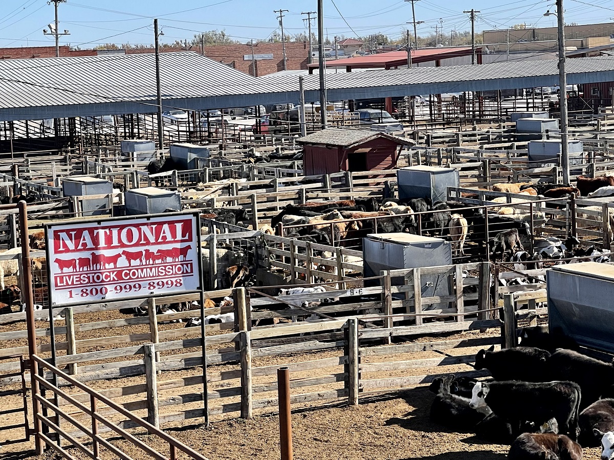Feeder Steers Lower, Feeder Heifers Steady, Steer and Heifer Calves Unevenly Steady at Oklahoma National Stockyards on Monday