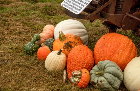 Celebrate The Fall Season with Oklahoma Agritourism Pumpkin Patches and Mazes all Over the State