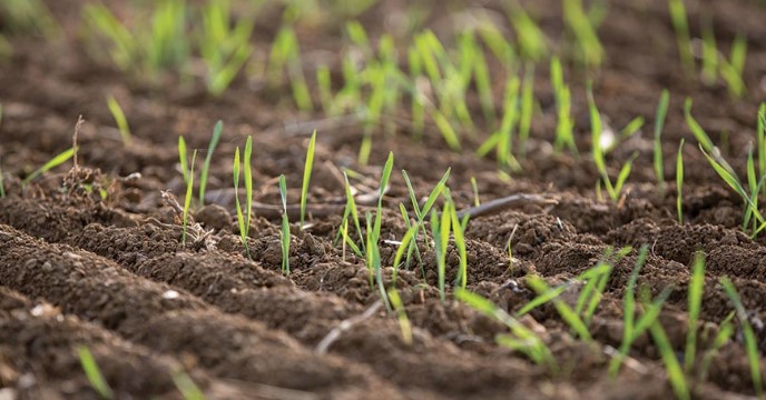 Winter Wheat Emergence in Oklahoma is Down 21 Percentage Points from Average 