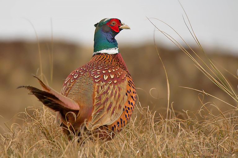 Pheasant Season Kicks Off December First- Oklahoma Pheasant Population Similar to Recent Years