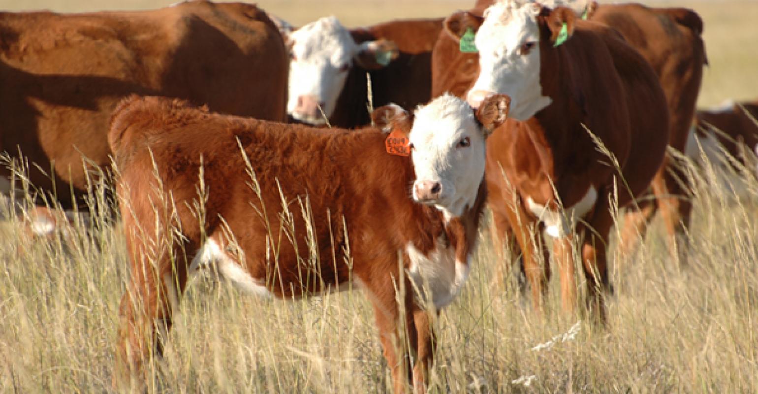 Drought the Culprit as Oklahoma Cattle Numbers Drop 600,000 Over the Last Twelve Months- Worse in the U.S.