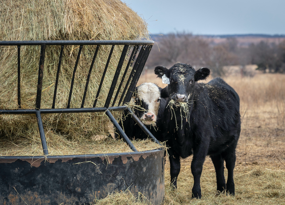 Poor Hay Crop Requires a Sustainable Winter Plan