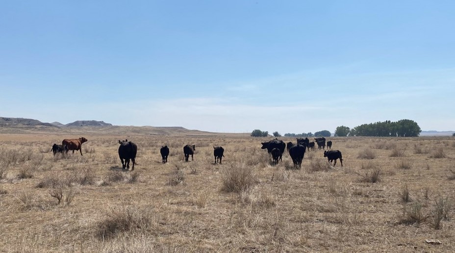 Factors to Consider When Planning for Drought with Dr. Laura Goodman