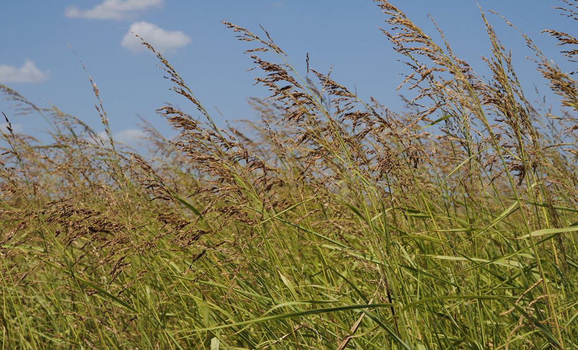 Watch cattle closely as risk of Prussic acid Toxicity increases During drought, After rains