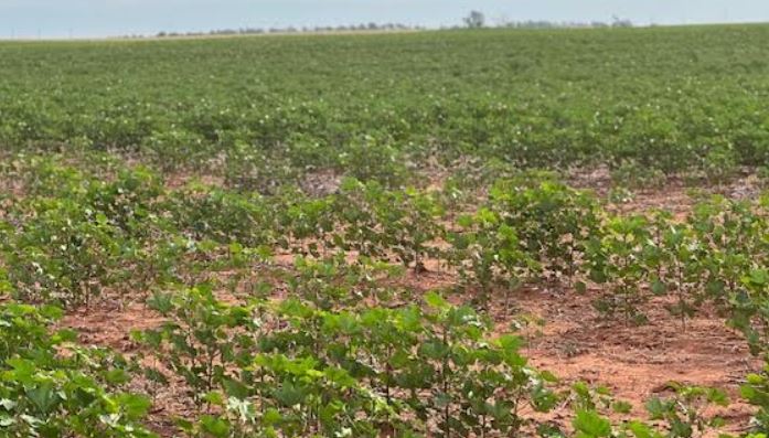 Timely Rains Hopefully Increase Next Week's Range and Pasture Conditions in USDA Crop Progress Report