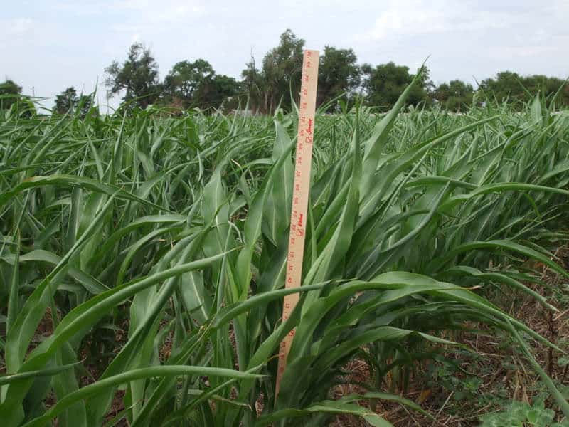 Jaymelynn Farney Provides Insight on Good Forage Options for Cattle Producers in Fall 2022