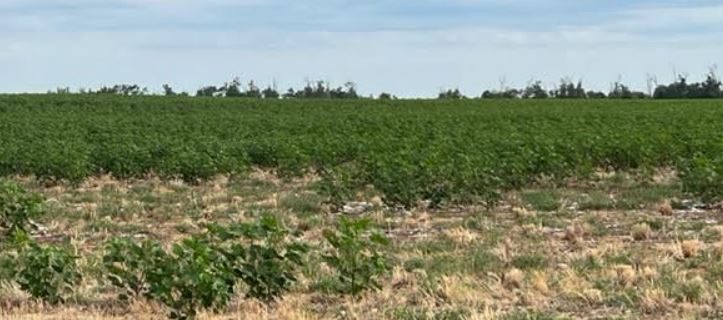 Oklahoma Good to Excellent Ratings in Corn Increase while Cotton Decreases 