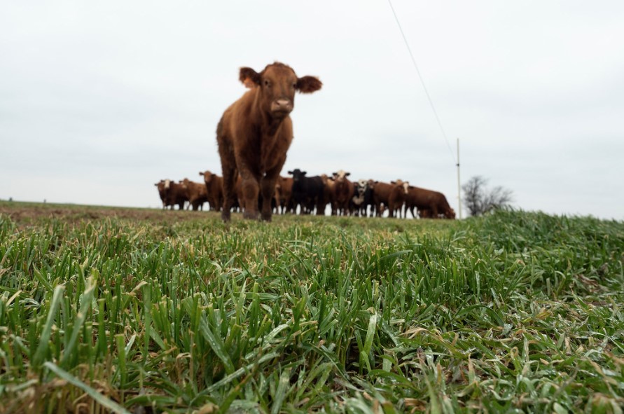 To Graze or Grain? Producers Gear up for Wheat Planting Season