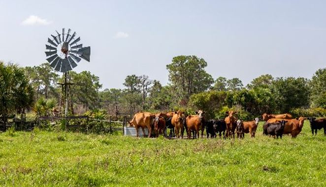 Benefits of Early Culling Open Breeding Heifers 