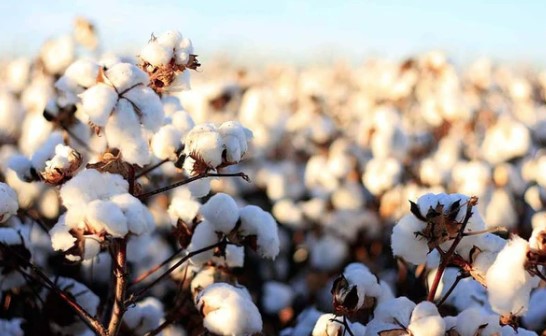 OSU's Seth Byrd Talks Harvest Aid Application for 2022 Cotton Crop