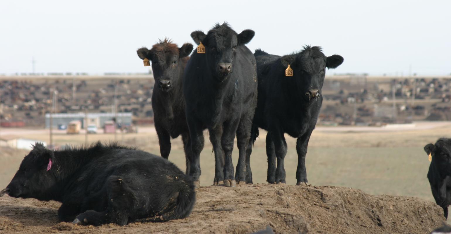 Feedlot Production and Cattle Slaughter Analysis from Dr. Peel