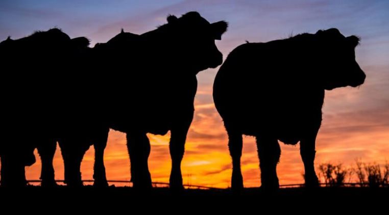 Younger Cows are Starting to Come to Town, Says Bob Rodenberger
