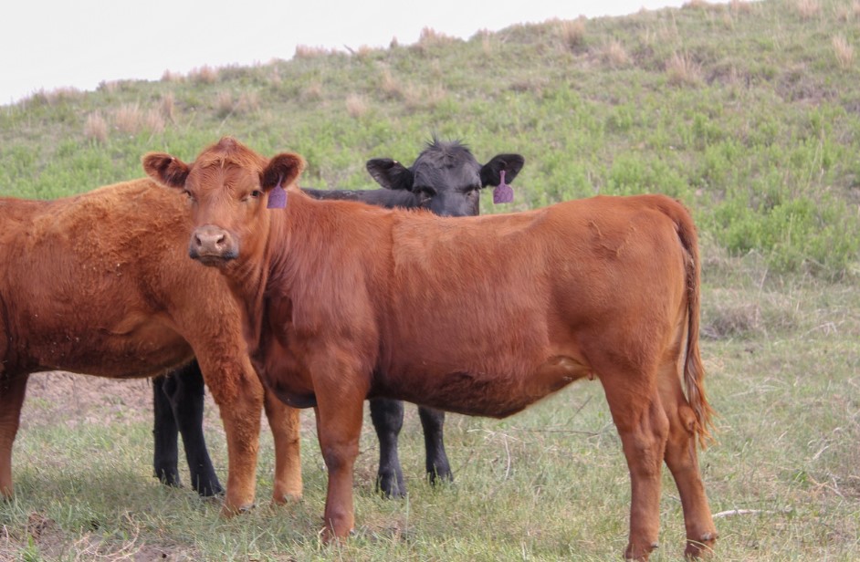 Preparing for Financial Opportunity - Retention of Heifers 