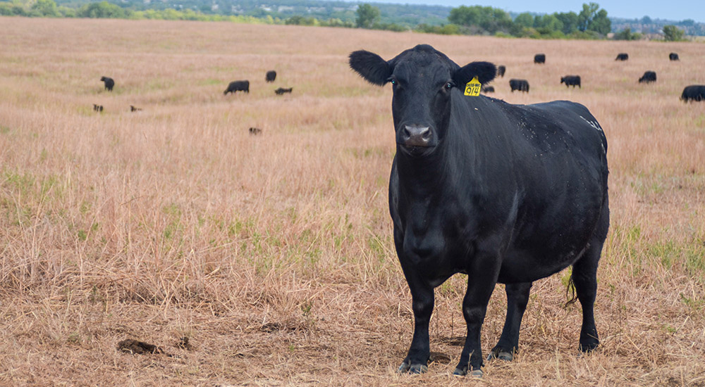 Holding Onto Your Cow Herd a Little Longer is Projected to Pay Off, says Randy Blach
