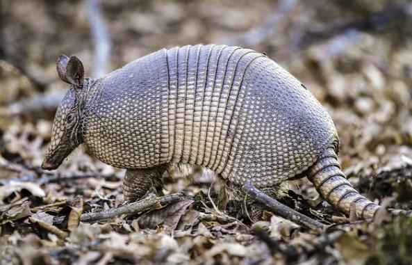 How to Ward off Those Pesky Armadillos