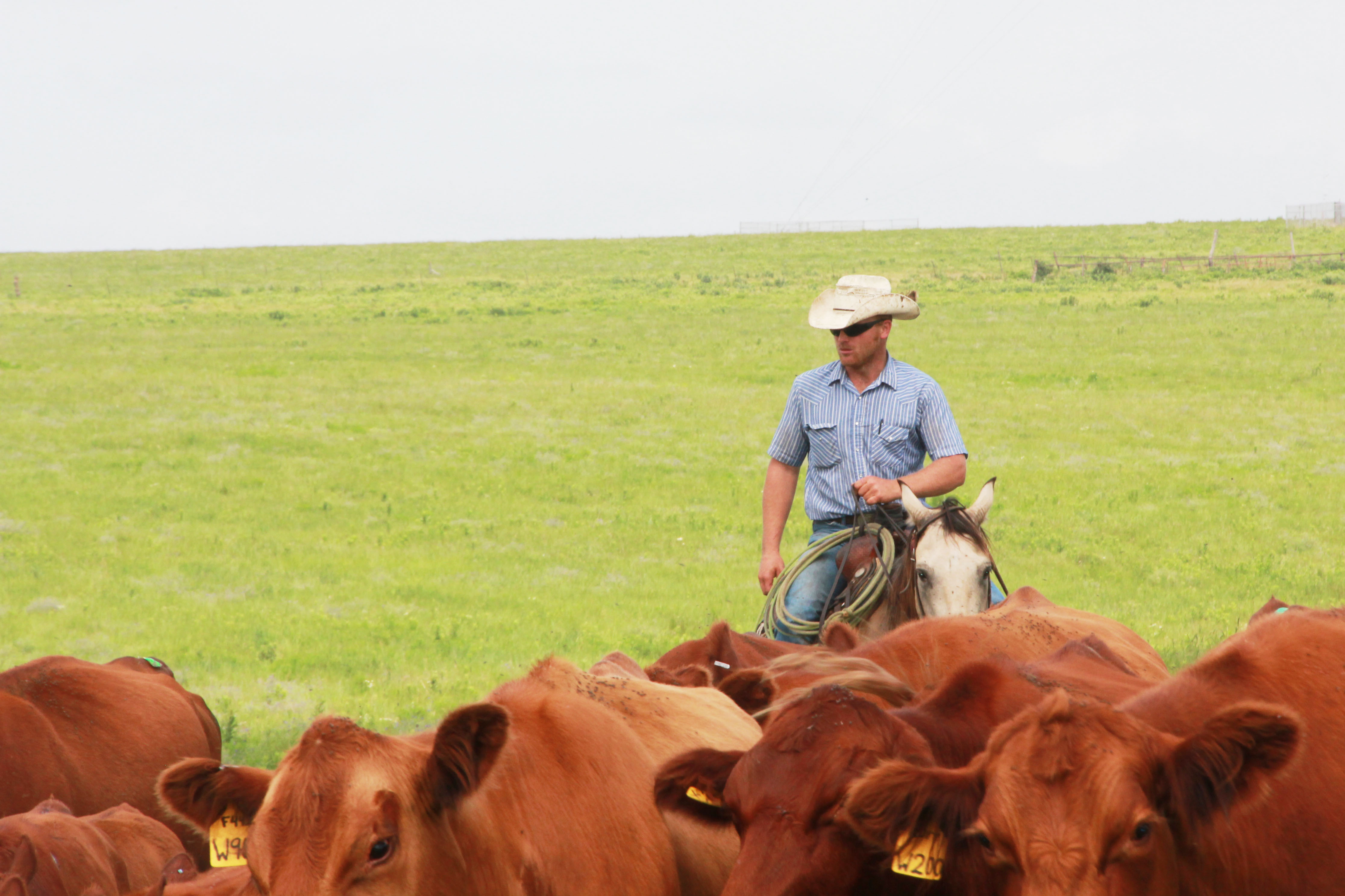 Attitudes Improving in the Cattle Industry with Some Wheat Coming up and Chance of Rain Next Week