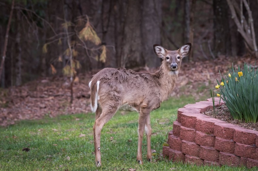 Protecting the Home Landscape from Deer