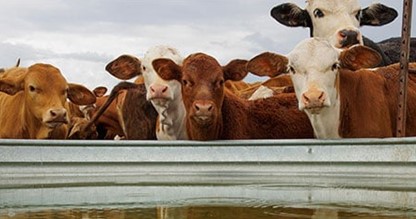 Preparing for Financial Opportunity - Turning Calves into Yearlings 
