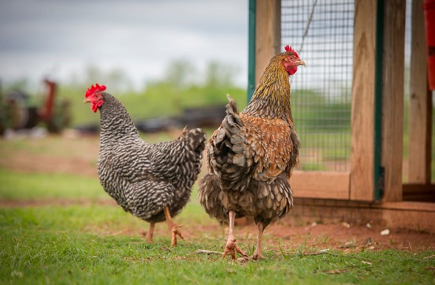 Backyard Poultry at Risk of Deadly Disease