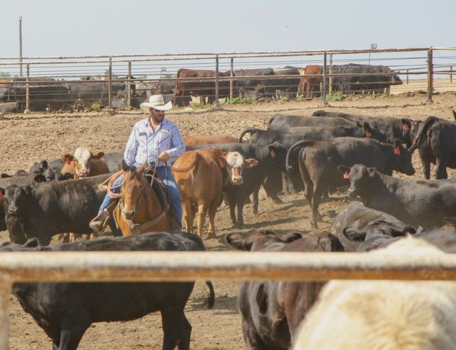 Dr. Derrell Peel: Feedlots Turning the Corner?