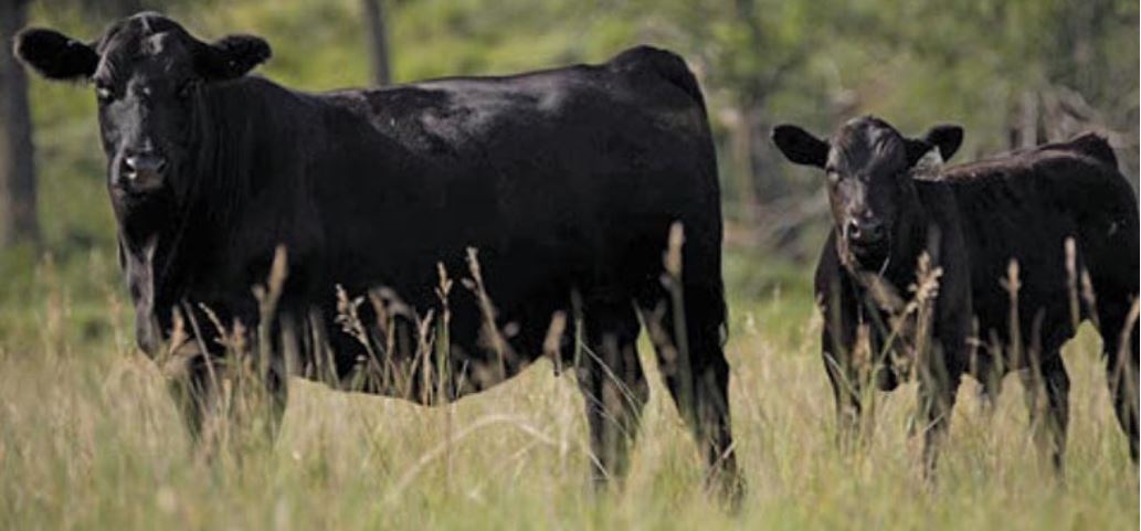 American Simmental Association Signs on With the Genetic Merit Pricing Task Force 