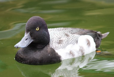 First Study to Track a Wild Bird Known to Have Highly Pathogenic Avian Influenza
