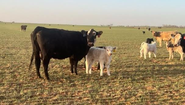 Preserving Beef Export Market is Critical to Maintaining High-End Cattle 