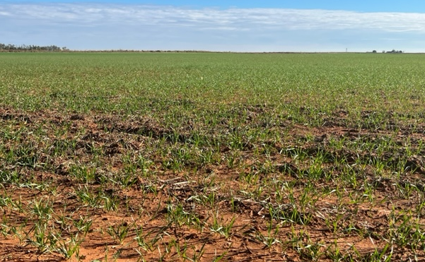Consider Tax implications when Making business Decisions during Drought