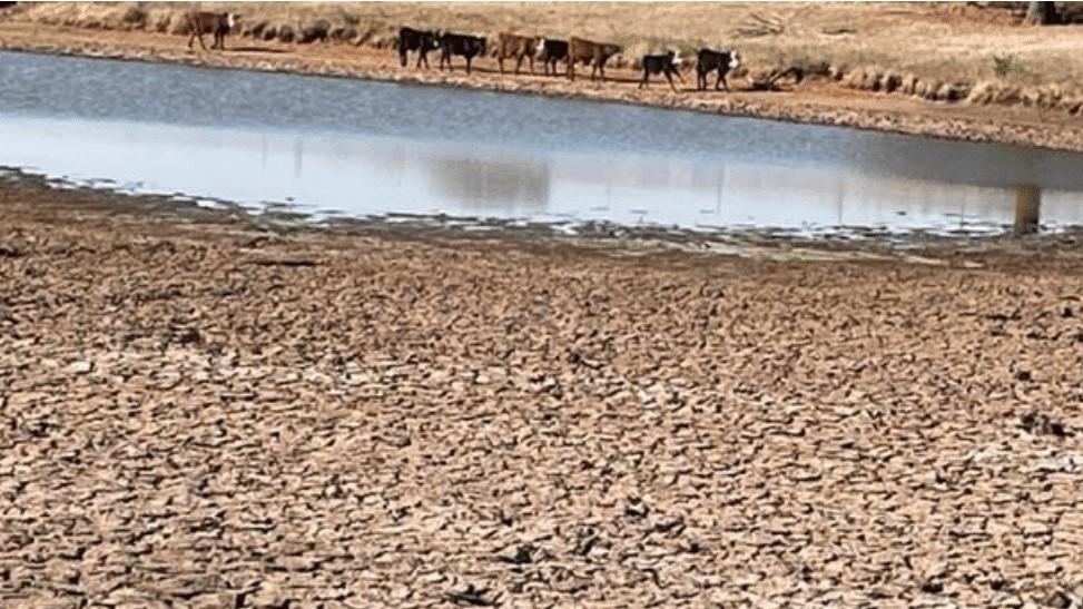 OSU's Dr. Peel gives an Oklahoma Cattle Market Update