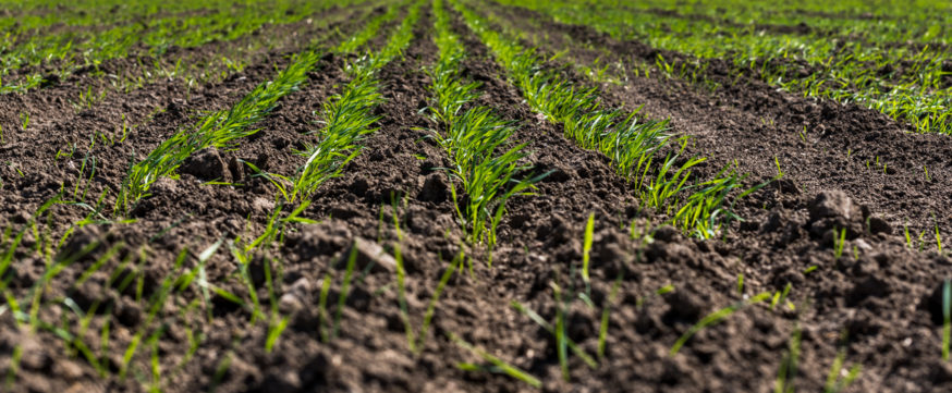 First Oklahoma Winter Wheat Condition Rating for 2023 Crop Rates 11 Percent Good to Excellent