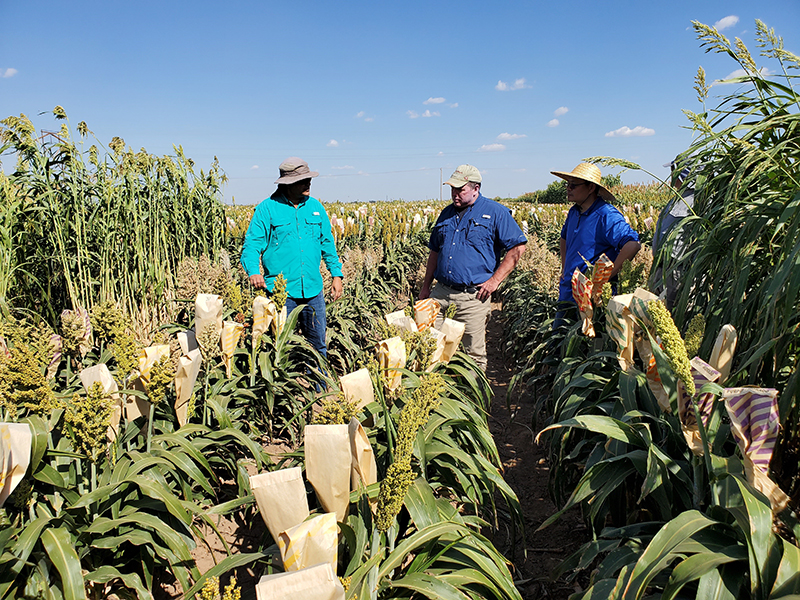 Coming in 2023- Forage Sorghum Seed Minus the Prussic Acid Problems