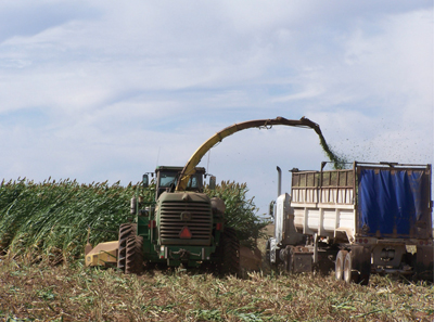 USDA Announces Permanent Status and Written Agreements Availability for Silage Sorghum Crop Insurance Coverage