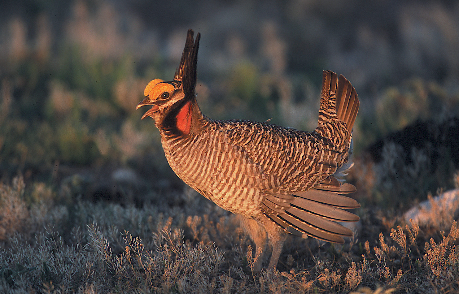 Congressman Lucas, Colleagues Introduce Bicameral Legislation Nullifying Lesser Prairie-Chicken Listing