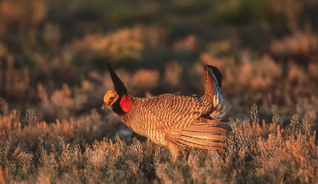 Attorney General Gentner Drummond Pushing Back on Biden Administration Over Lesser Prairie Chicken