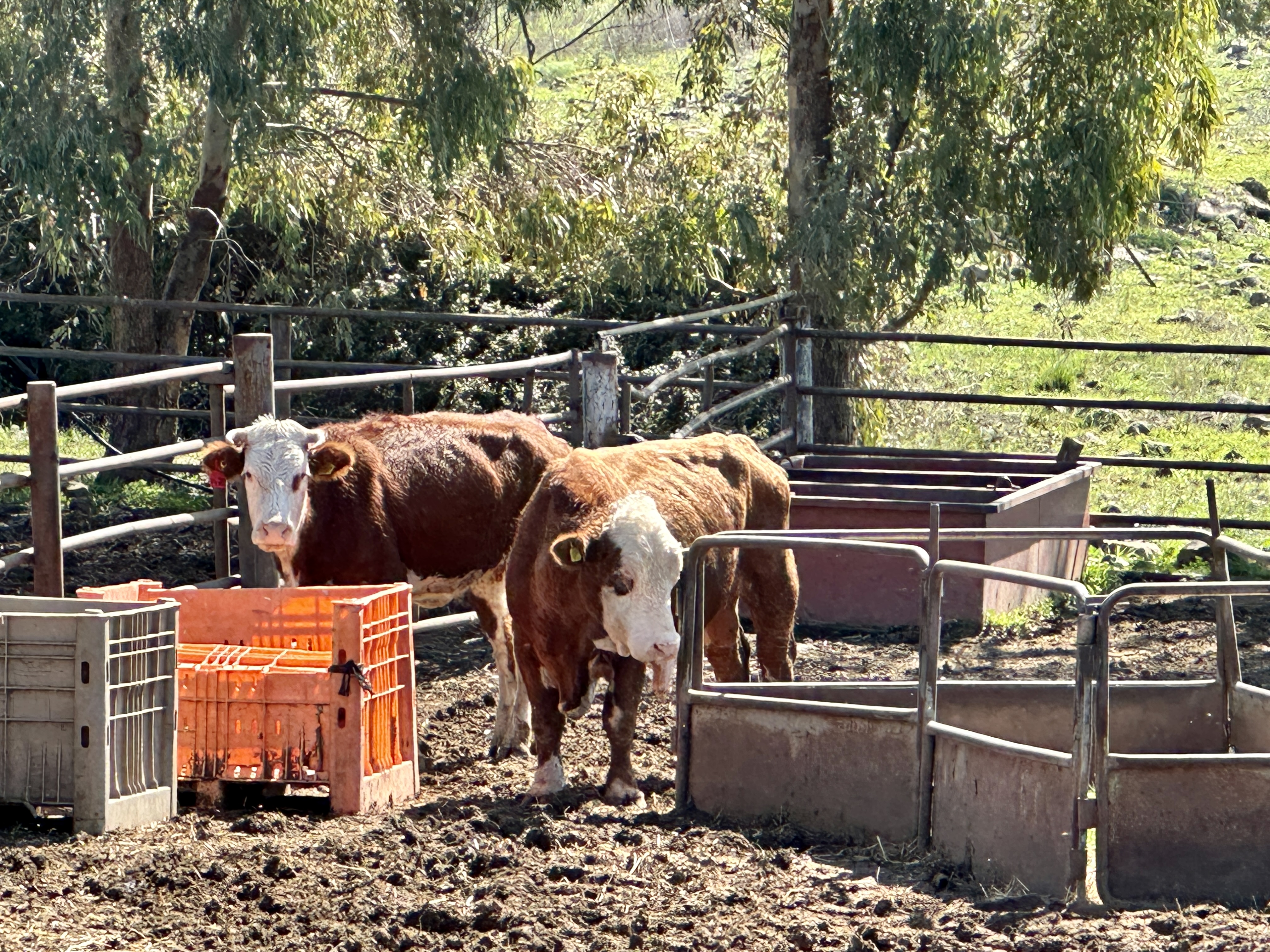 Oklahoma Ag Leadership Program Sees Fruit, Beef and Dairy Production North of the Sea of Galilee in Israel