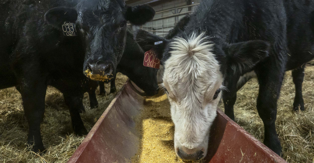 North America Continues to Satisfy Demand for Grain-Fed Beef Around the World