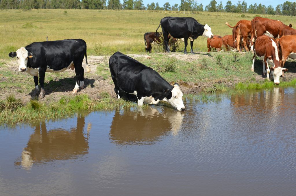 Supreme Court Ends Significant Nexus in WOTUS as Cattlemen Cheer