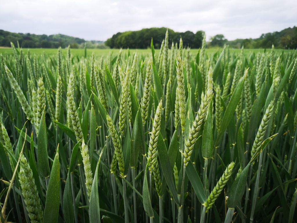 Oklahoma Winter Wheat Conditions Take a Positive Leap in This Week’s Crop Progress
