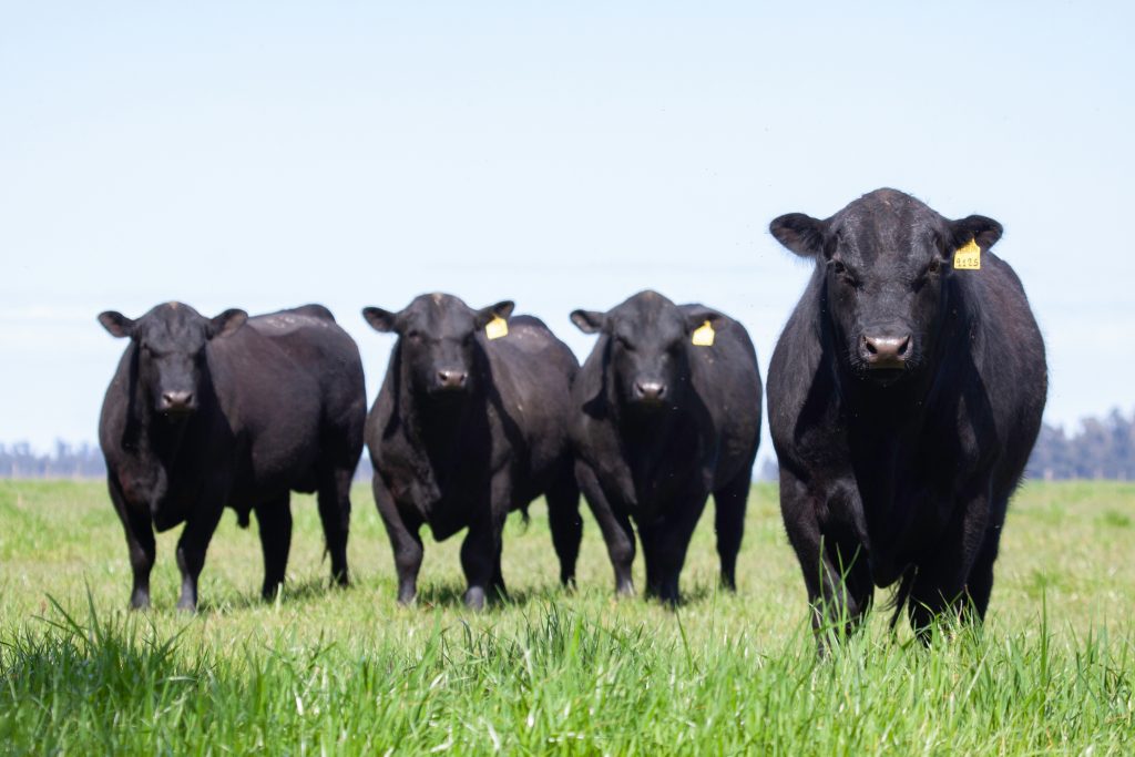 Jarold Callahan says Angus Producers Have Earned Popularity for the Breed Through Hard Work