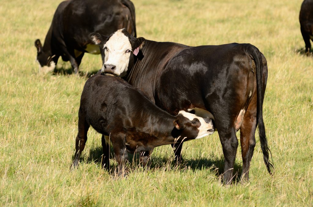 USDA’s Insurance Option Offers First of Its Kind Risk Management Tool for Cow-Calf Producers