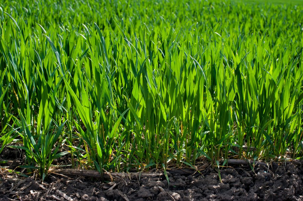 Allendale's Rich Nelson says USDA Estimates Farmers Will Plant 47.5M Wheat Acres, 86.5M Soybean Acres This Year