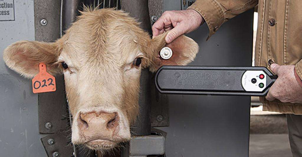 Animal Disease Traceability to Go Electronic by End of 2024 for Cattle Over 18 Months of Age