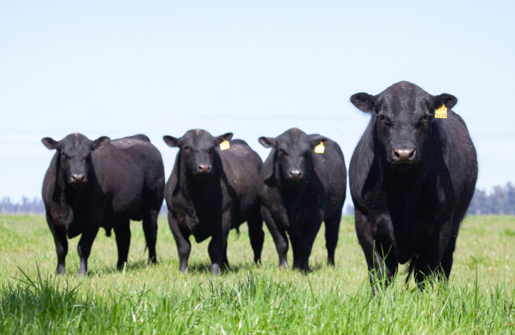 Angus Calves looking at the camera