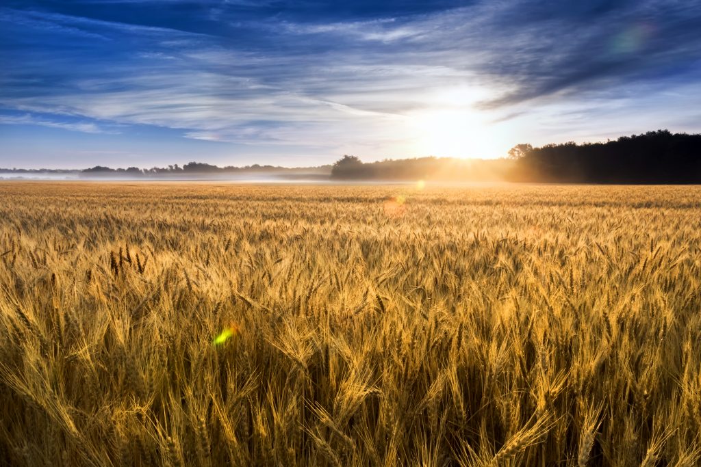 Wheat field with sun shining on it