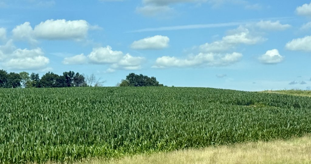 corn crop