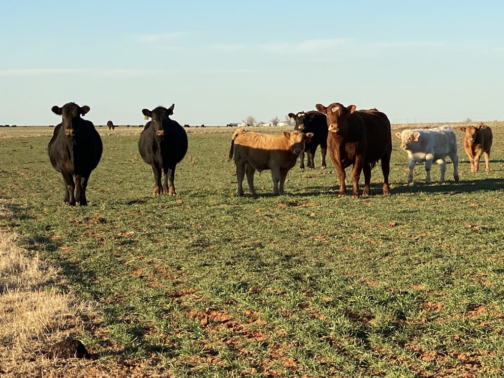 Cows in wheat field 